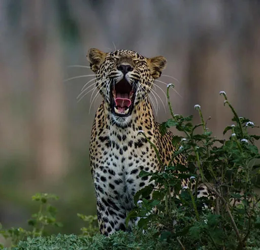 A leopard resting in the wild