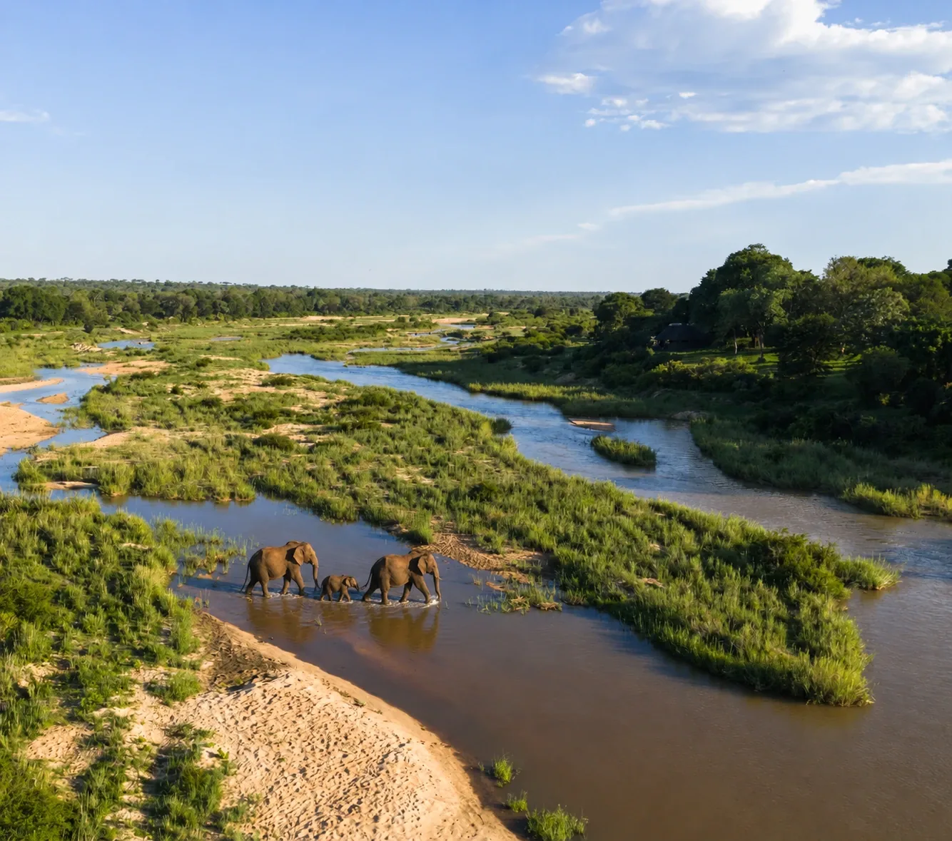 Two adult elephants and a baby walking together through a river in a green Sri Lankan landscape